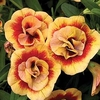 Calibrachoa Plants - Double Orange Red Eye
