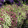 Calibrachoa Plants - Kabloom