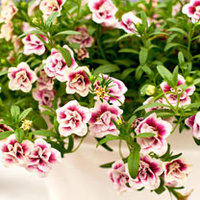 Calibrachoa Plants - M.F. Double Pinktastic