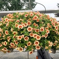 Calibrachoa Plants - Orange Red Eye