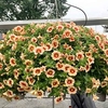 Calibrachoa Plants - Orange Red Eye