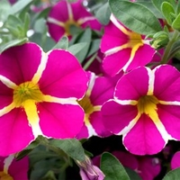 Calibrachoa Plants - Rave Pink