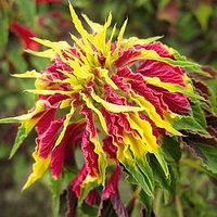 Callaloo Plants - Amaranthus sp