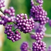 Callicarpa bod. Plant - Profusion