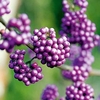 Callicarpa bod. Profusion