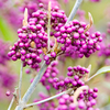 Callicarpa bodinieri Plant - Profusion