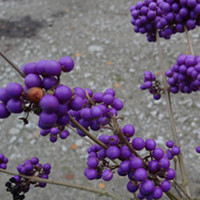 Callicarpa Plant - Bodinieri var Giraldii Profusion
