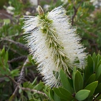 Callistemon Citrinus Anzac White