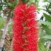 Callistemon Plant - Red Cluster