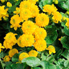 Caltha Plant - Palustris Plena