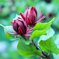 Calycanthus floridus Plant - Aphrodite