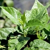 Calycanthus floridus Plant