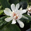 Calycanthus Plant - Venus