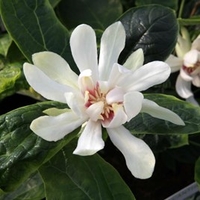 Calycanthus Plant - Venus