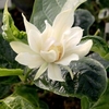 Calycanthus Plant - Venus NOBLE