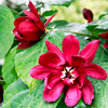 Calycanthus Raulstonii Plant - Hartlage Wine
