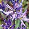 Camassia Bulbs - leichtlinii Caerulea