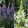 Camassia Bulbs - Twin Pack