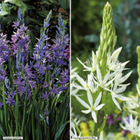 Camassia Bulbs - Twin Pack