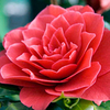 Camellia japonica Plant - Black Lace