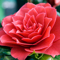 Camellia japonica Plant - Black Lace