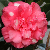 Camellia japonica Plant - Daikagura