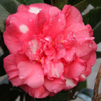 Camellia japonica Plant - Daikagura