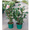 Camellia japonica Plant - Souvenir de Hubert Thoby