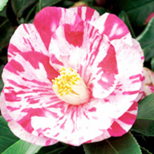 Camellia japonica Plant - Tricolour
