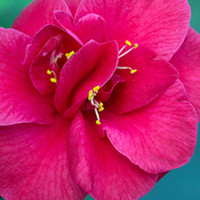 Camellia Plant - Adolphe Audusson