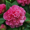 Camellia Plant - Debbie