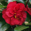 Camellia Plant - Dr Burnside