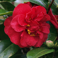 Camellia Plant - Dr Burnside