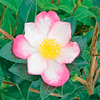 Camellia Plant - Rainbow