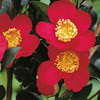 Camellia Plant - Yuletide