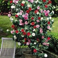 Camellia Tricolour