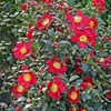 Camellia Yuletide