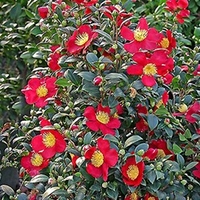 Camellia Yuletide