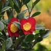 Camellia Yuletide
