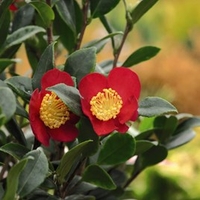 Camellia Yuletide