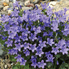 Campanula Plant - Blue Magic