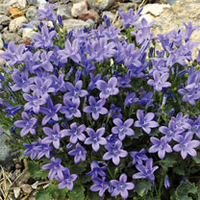 Campanula Plant - Blue Magic