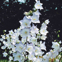 Campanula Plant - Chettle Charm