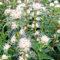 Campanula Plant - Genti Twister Bell
