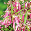 Campanula Plant - Octopus Pink