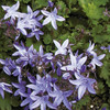 Campanula Plant - poscharskyana Blue Waterfall