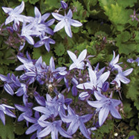 Campanula Plant - poscharskyana Blue Waterfall