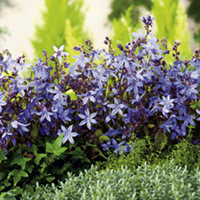 Campanula Plant - Posharskyana