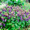 Campanula Plant - Ringsabell Indigo Blue