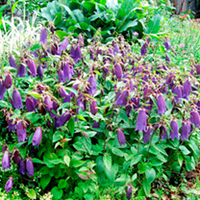 Campanula Plant - Ringsabell Indigo Blue